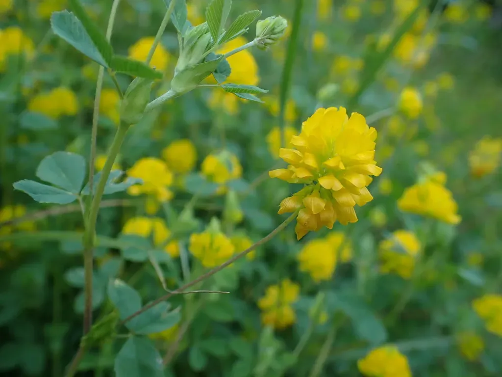 Trifolium Velenovskyi