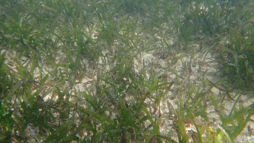 Clump Seagrass