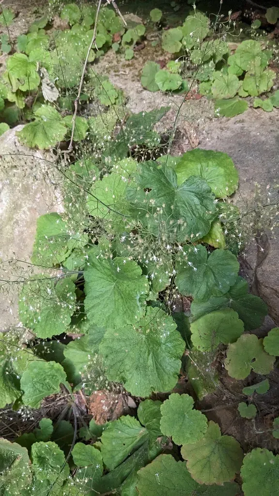 Littleflower Alumroot