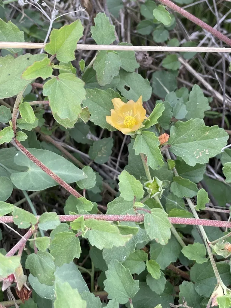 Wright's False Mallow