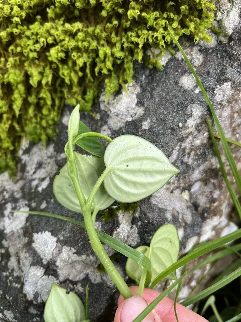 Peperomia Peltoidea