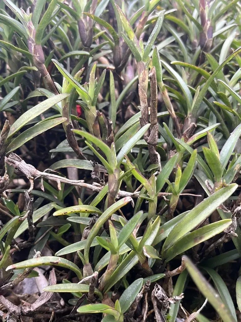 Maxillaria Ruberrima