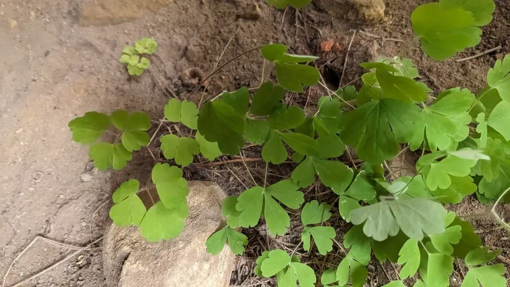 Wild Columbine
