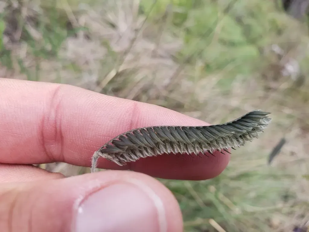 Caterpillar Grass