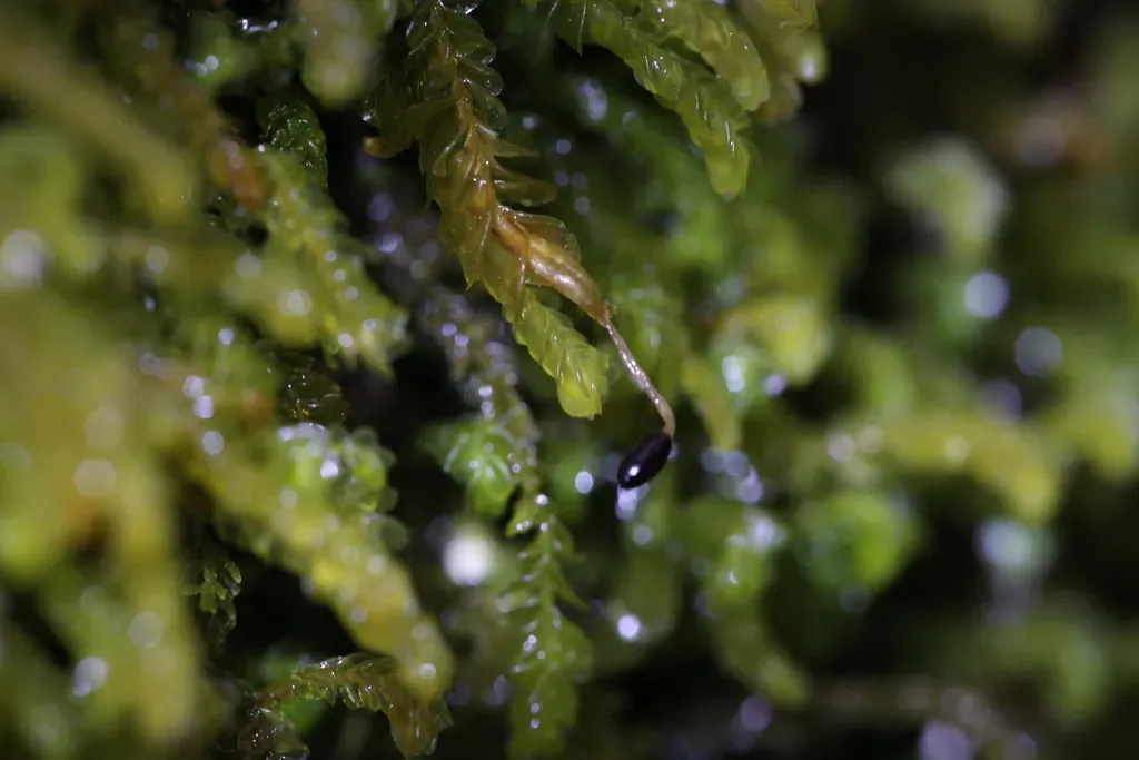 Plagiochila Retrospectans