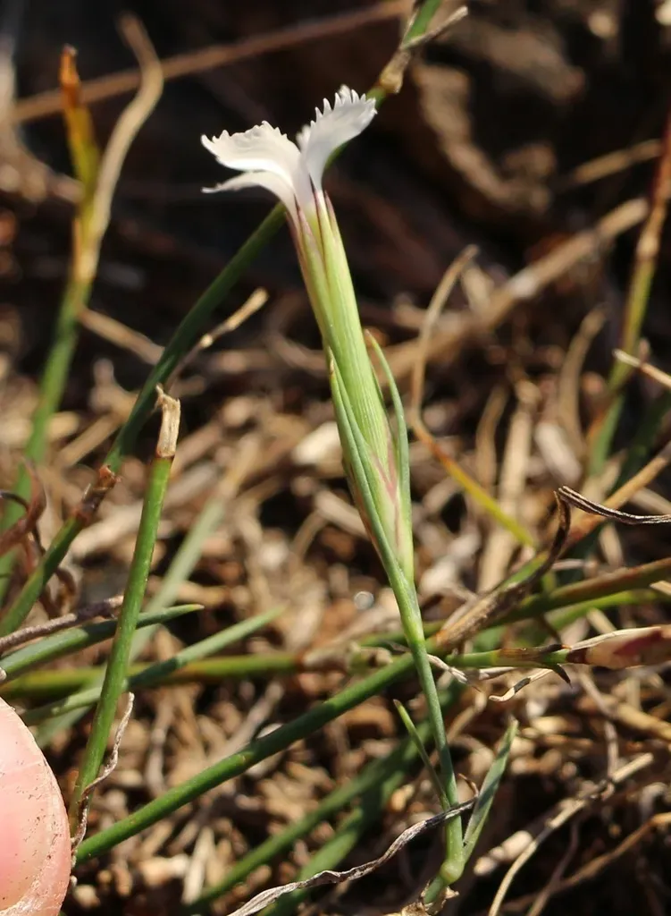 Dianthus Fragrans