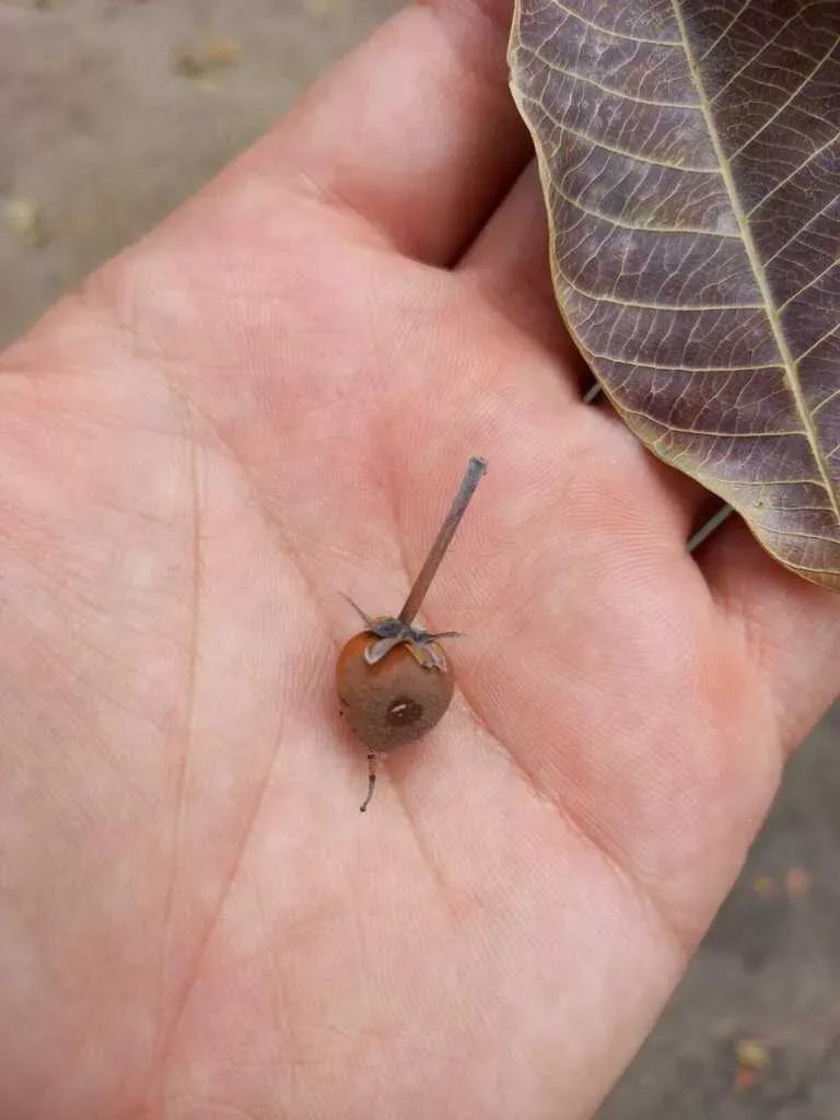 Pouteria Macrophylla