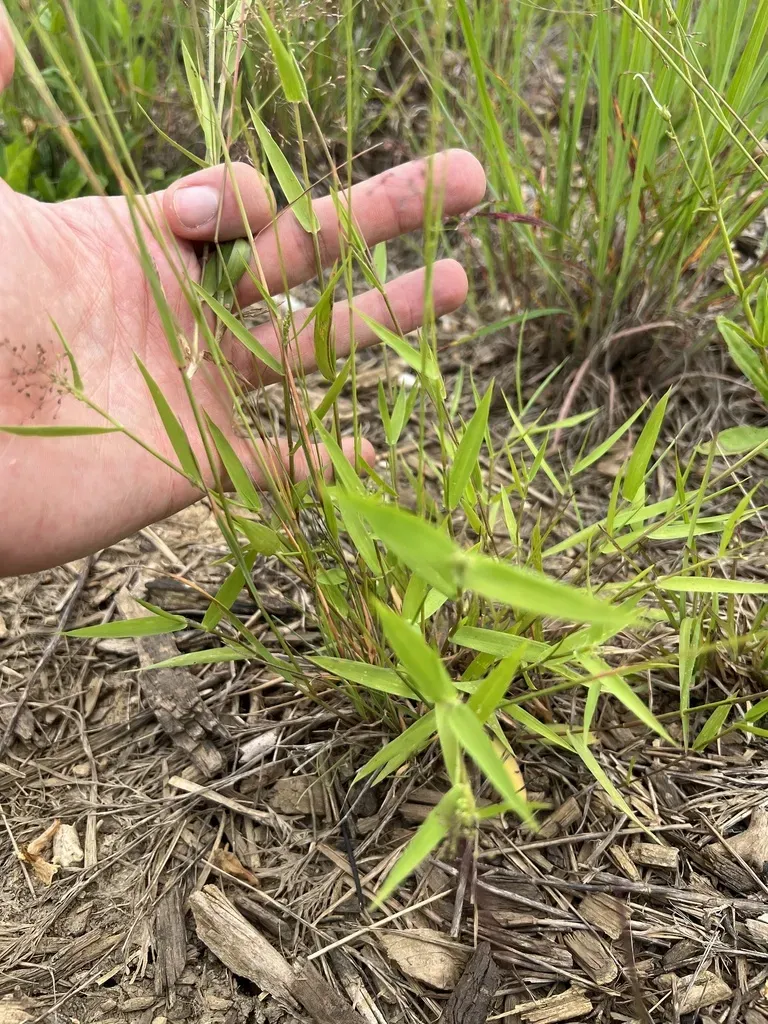 Dichanthelium Inflatum