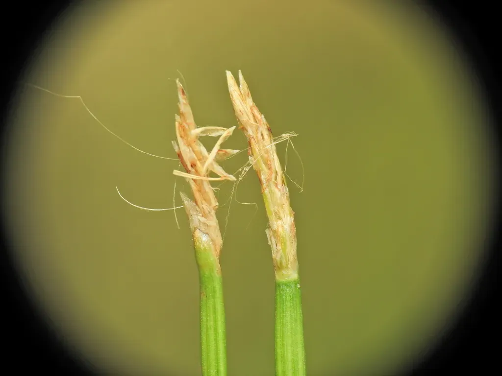 Eleocharis Dietrichiana