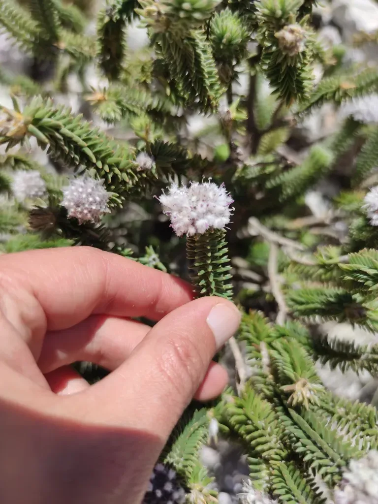 Kogelberg Bearded Candlestick
