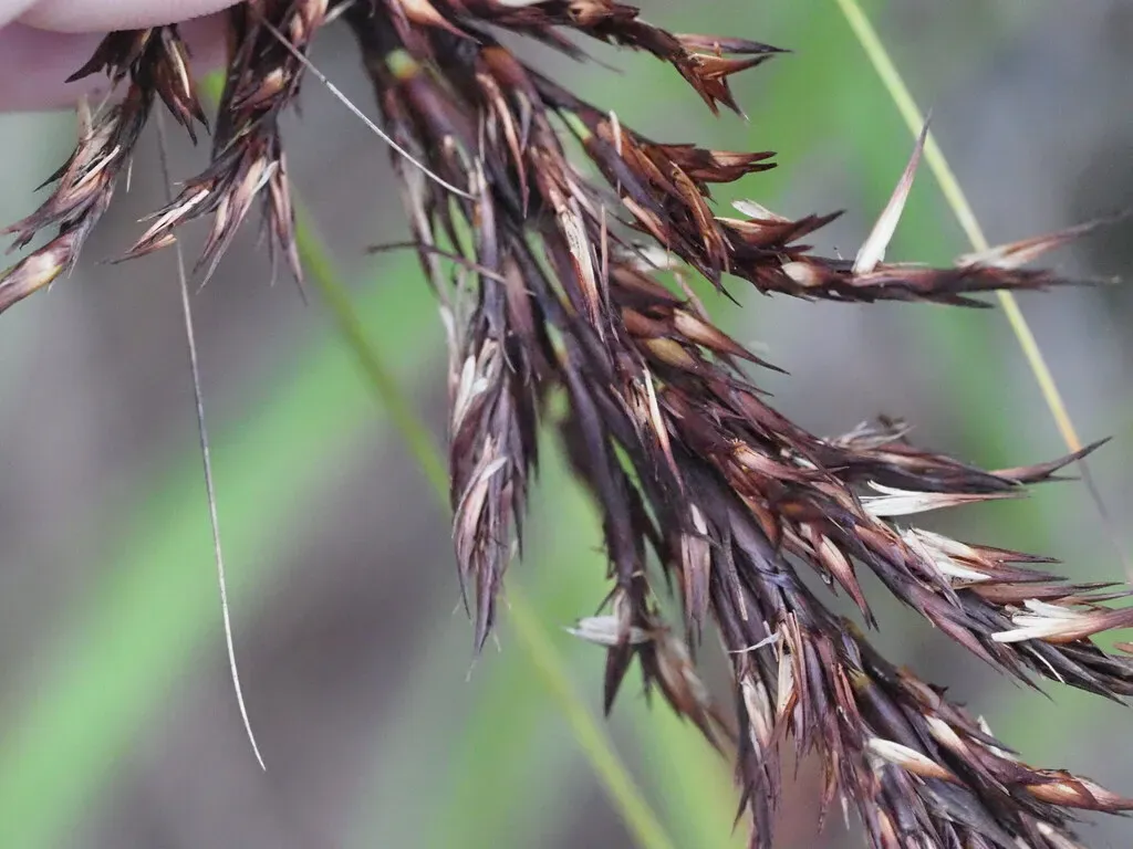 Hawaiian Forest Sawsedge