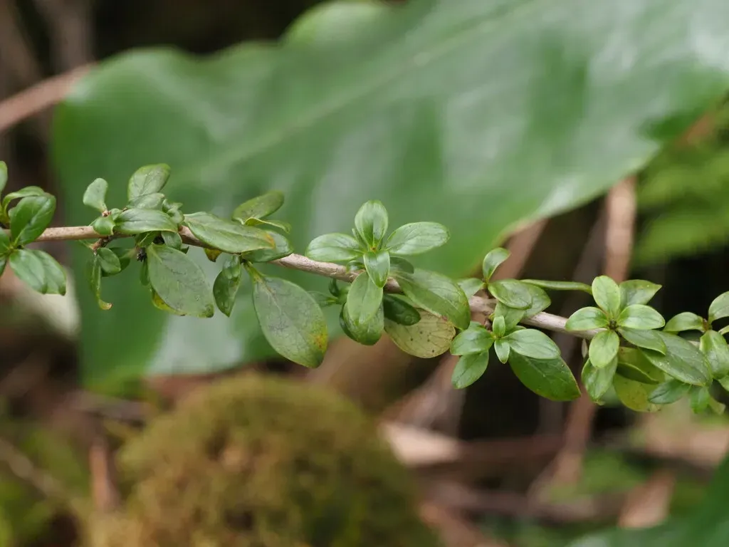 Coprosma Elliptica