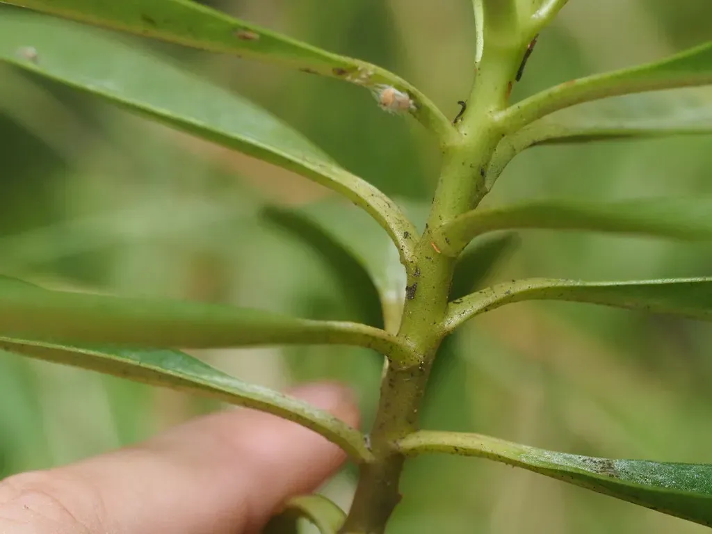 Kōkeʻe Yellow Loosestrife