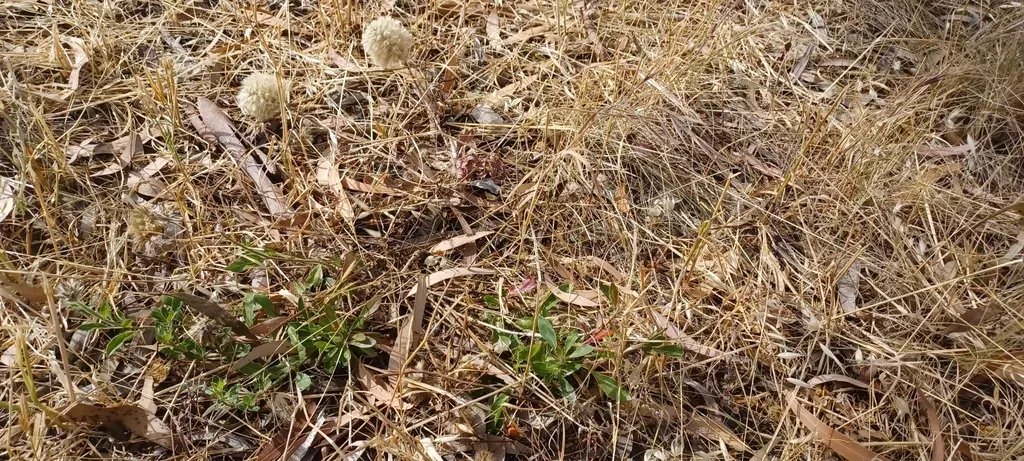 Ptilotus Angustifolius