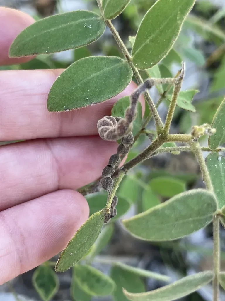 Senna Villosa