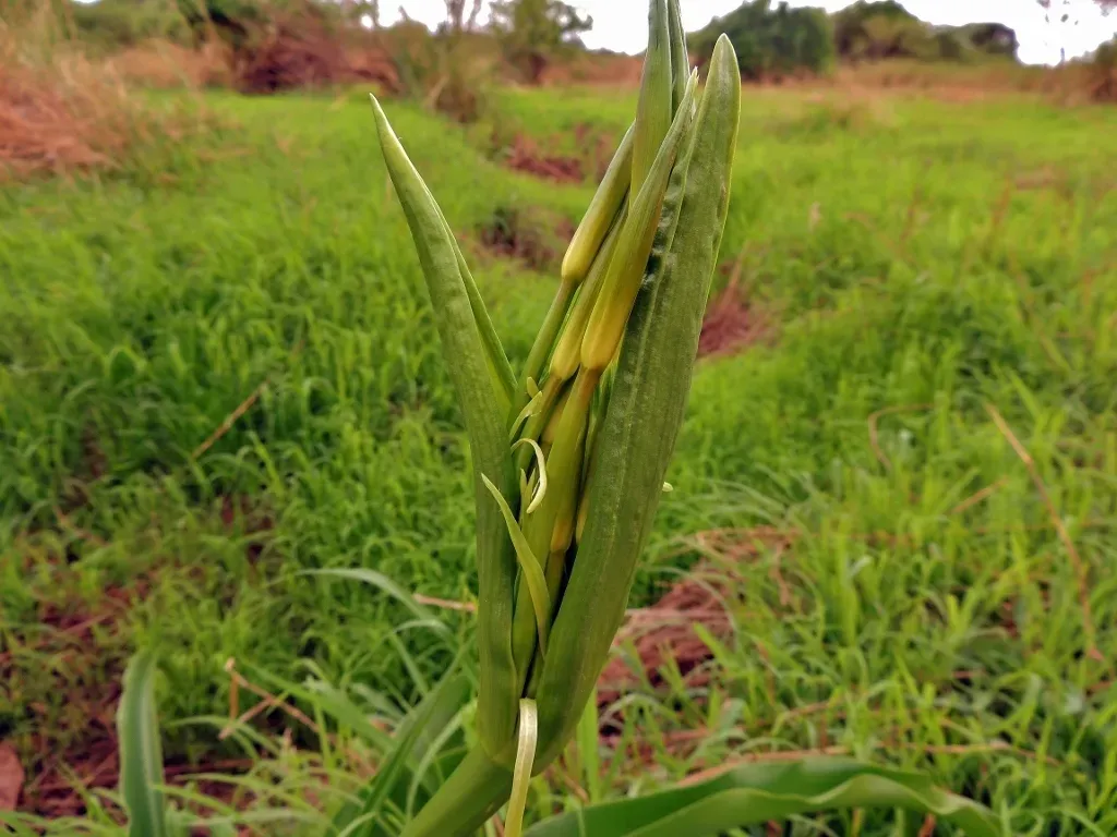 Crinum Subcernuum