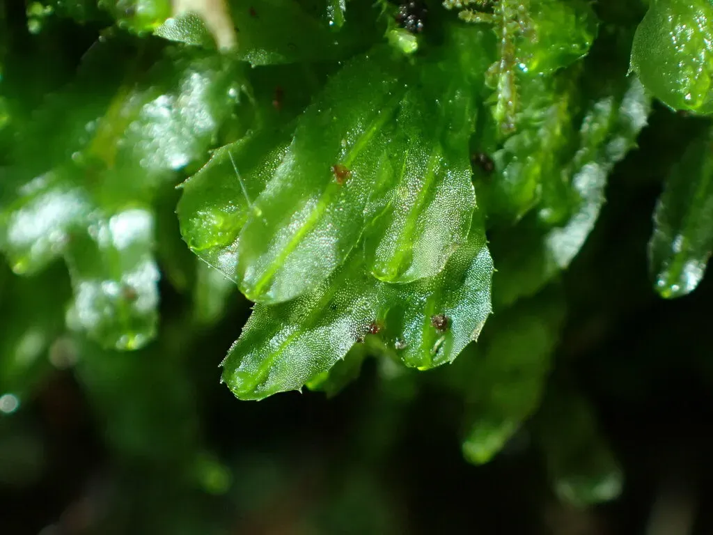 Symphyogyna Podophylla
