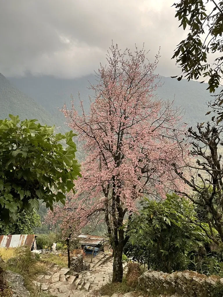 Wild Himalayan Cherry