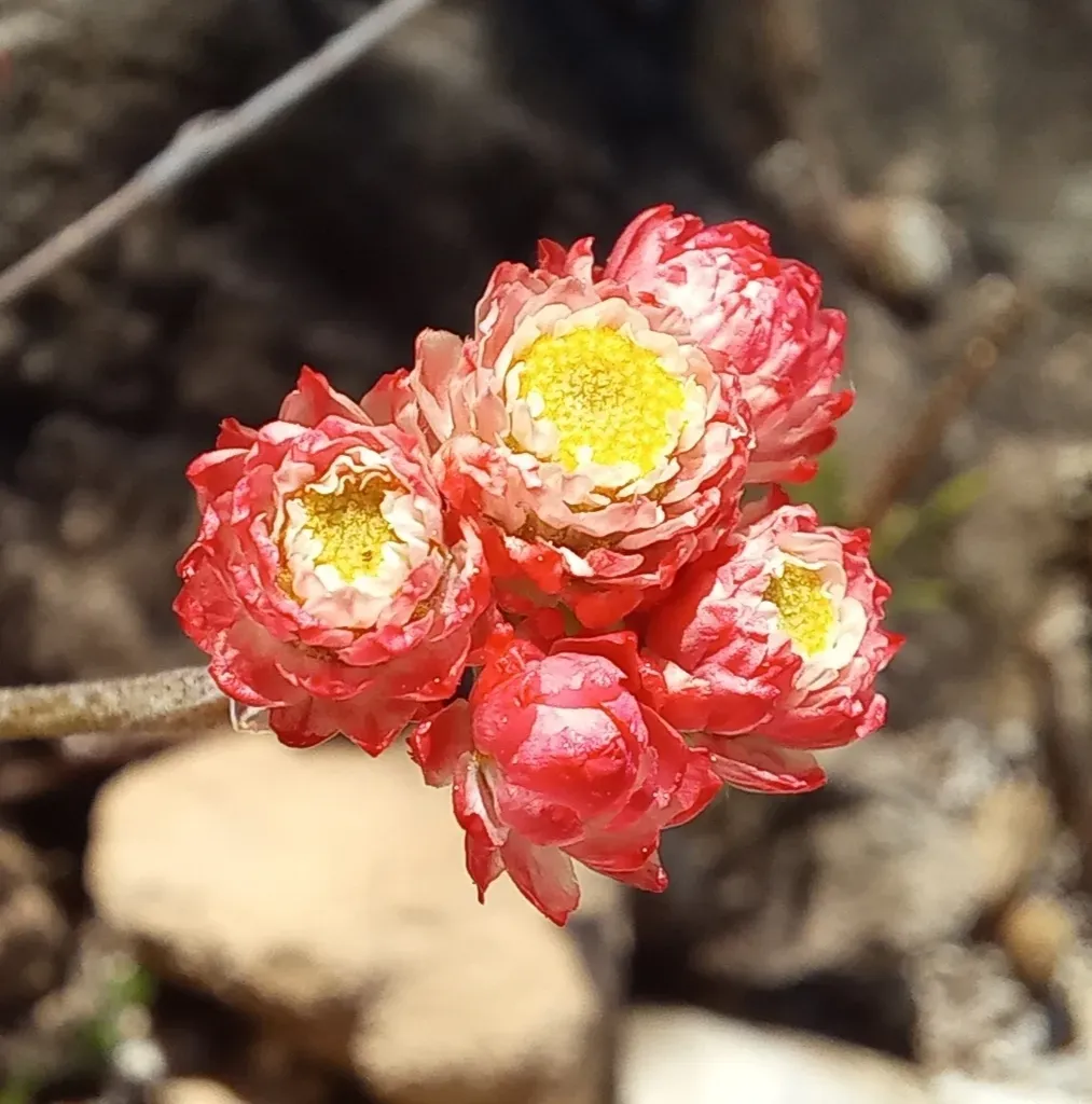 Strawberry Everlasting