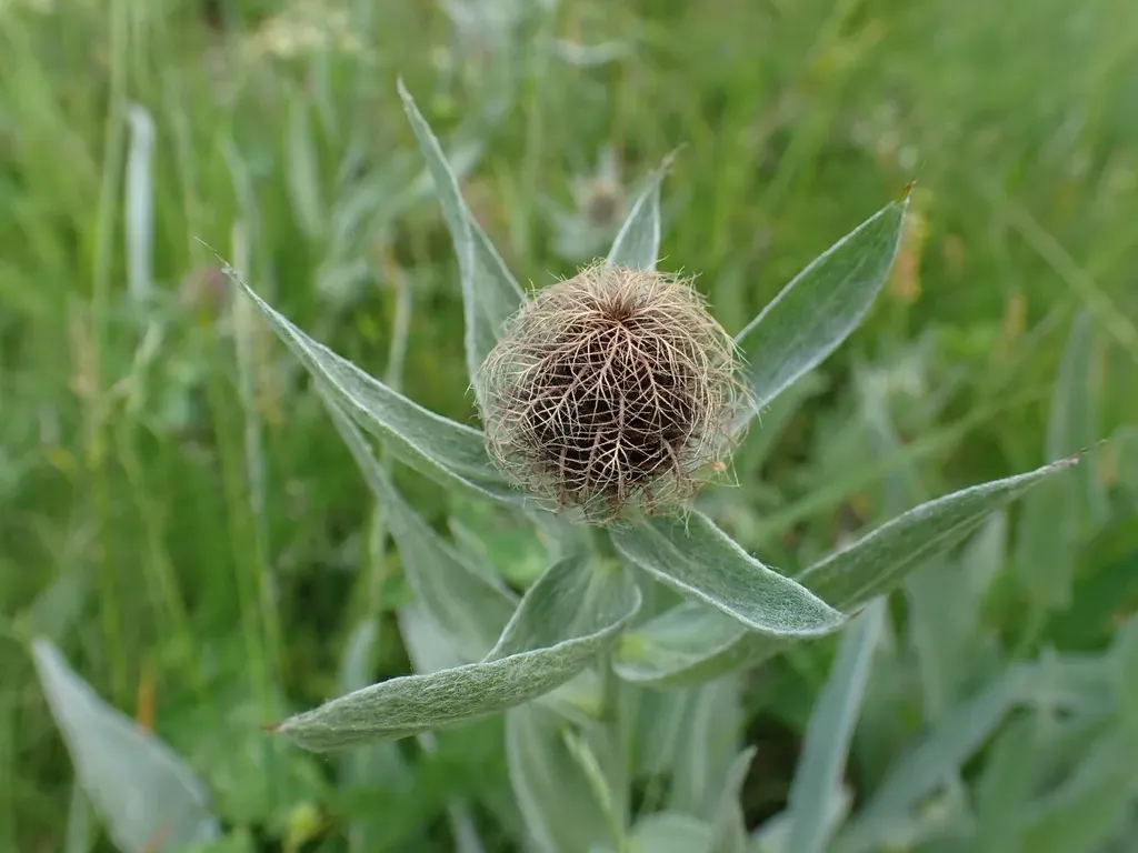 Singleflower Knapweed