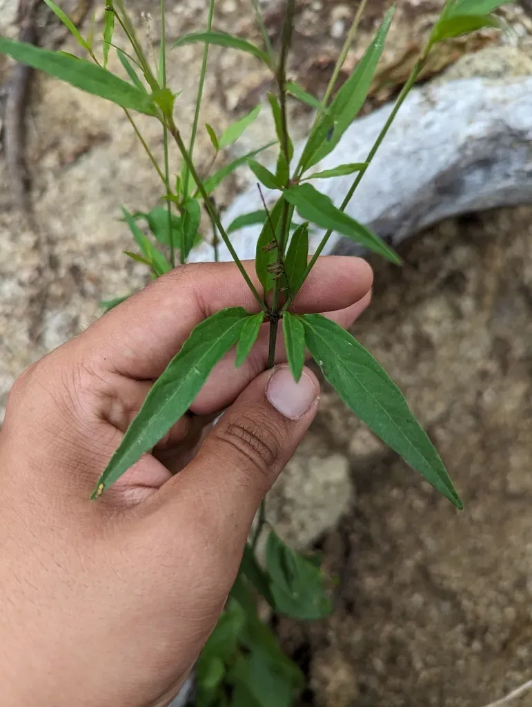 Iresine Angustifolia