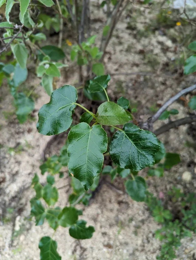 Jatropha Vernicosa
