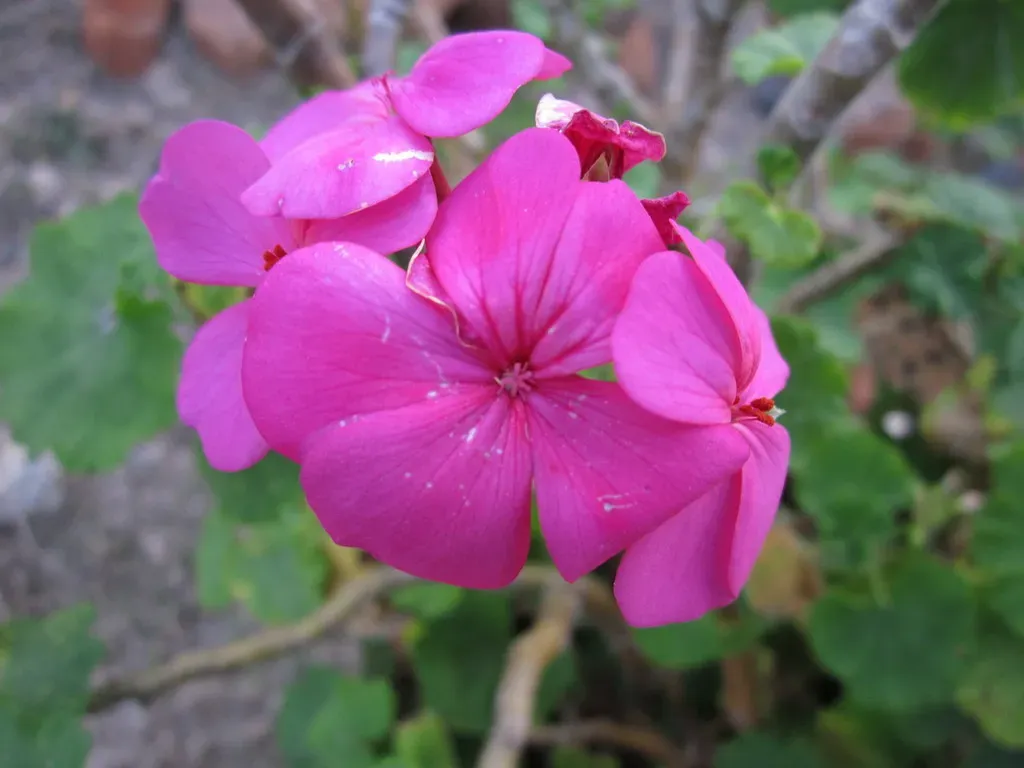 Garden Geranium
