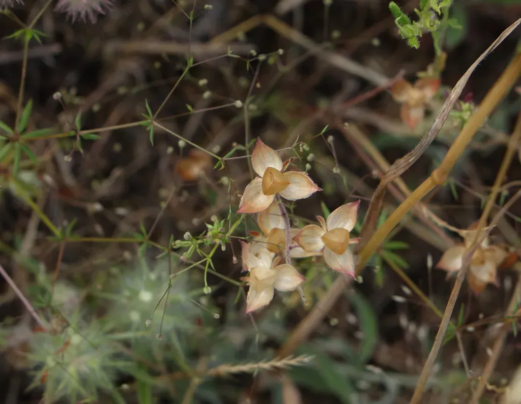 Helianthemum Lasiocarpum