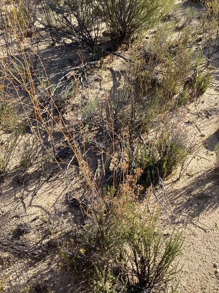 Prismatocarpus Pauciflorus