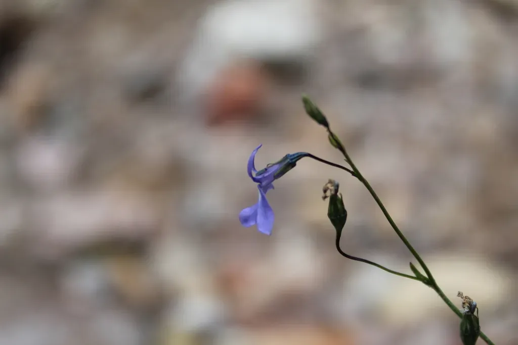 Lobelia Guzmanii