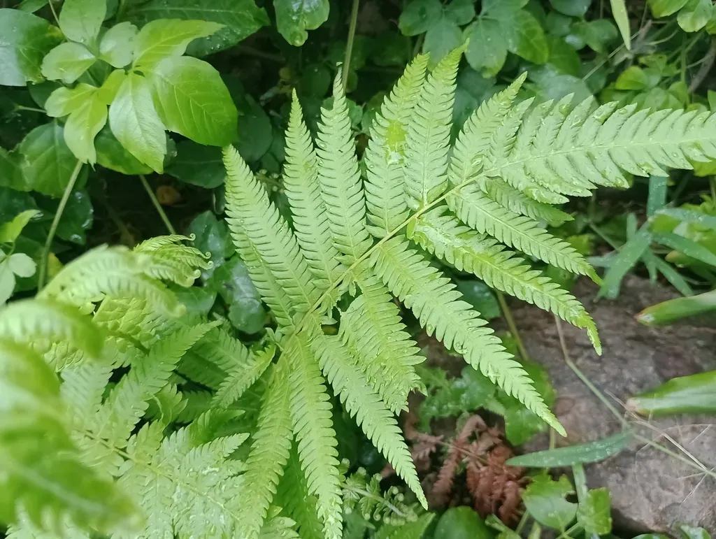 Showy Maiden Fern