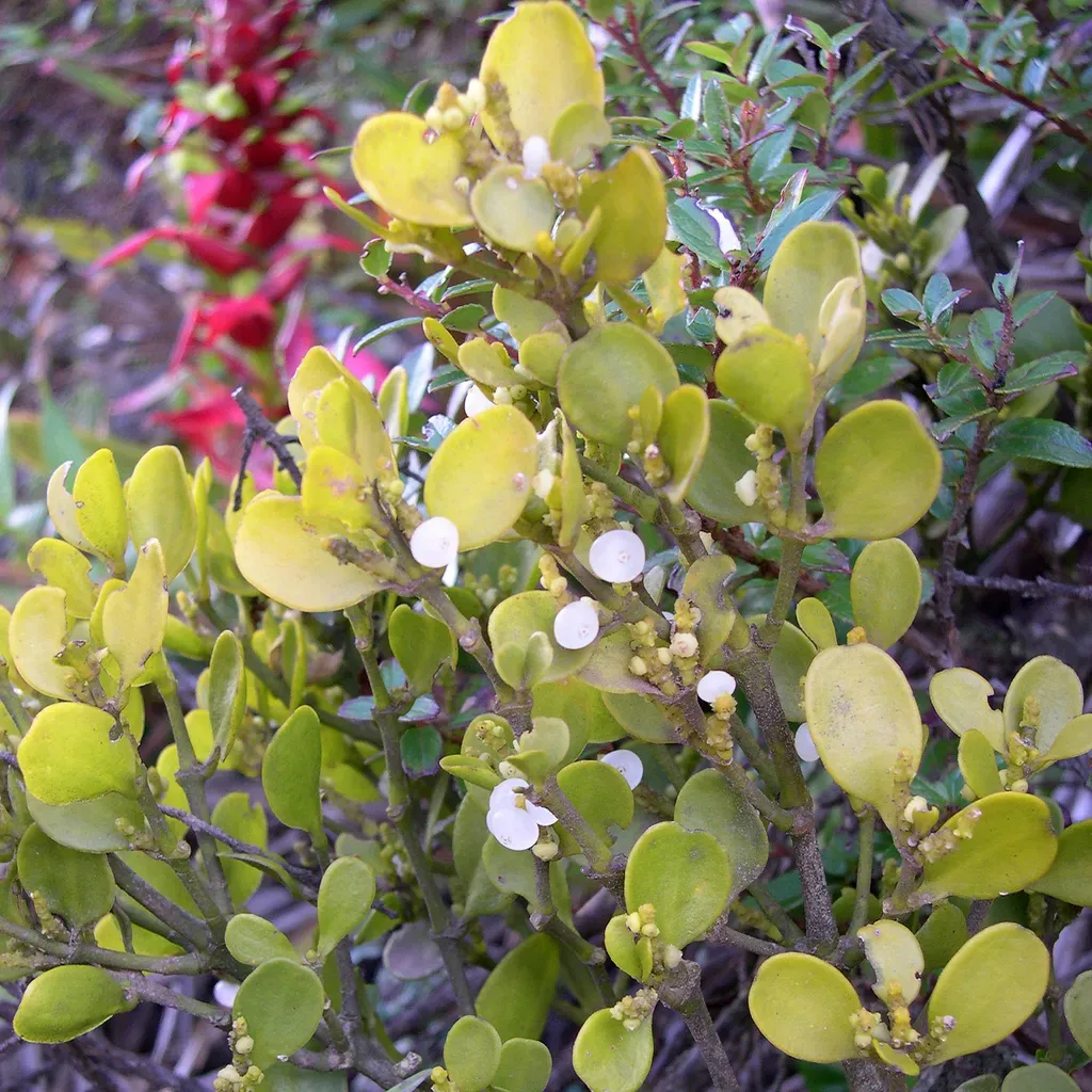 Dendrophthora Costaricensis