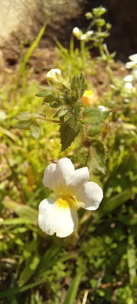 Nemesia Acornis