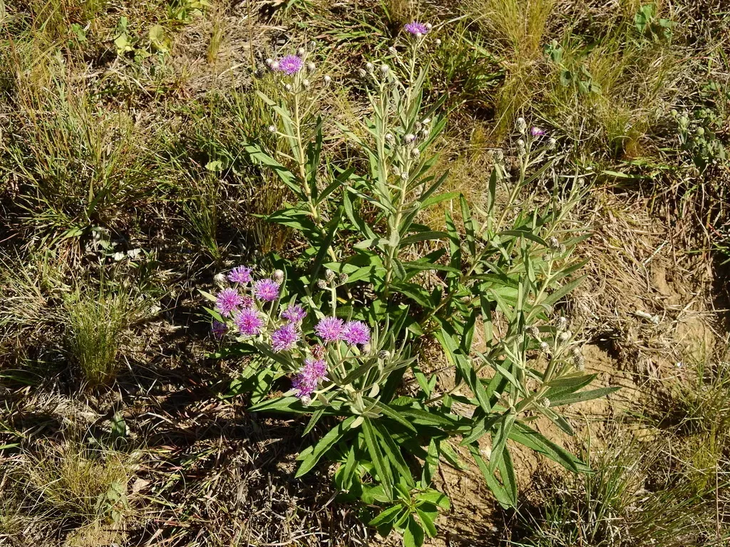 Lessingianthus Mollissimus