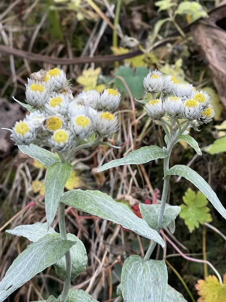 Nepal Pearly Everlasting