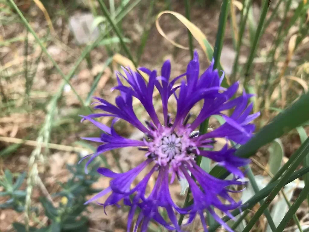 Centaurea Fuscomarginata
