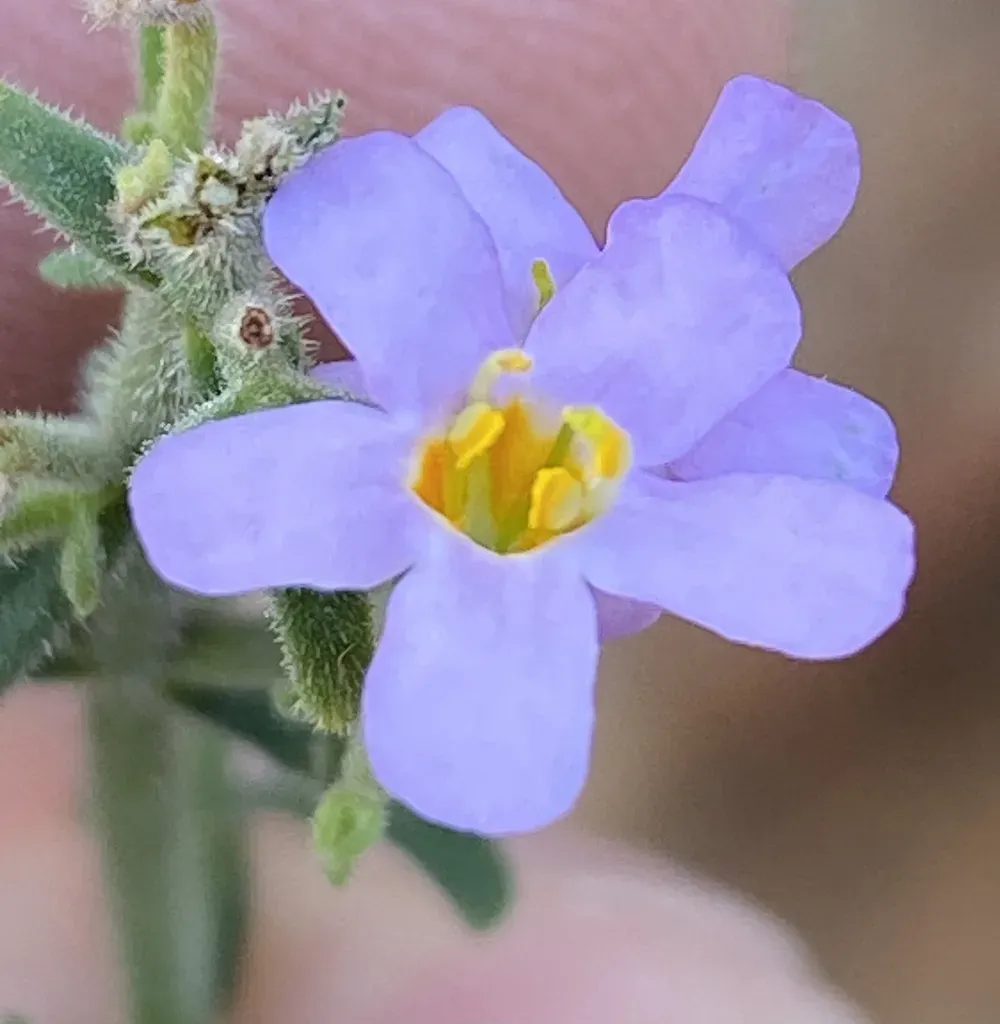Chaenostoma Paniculatum