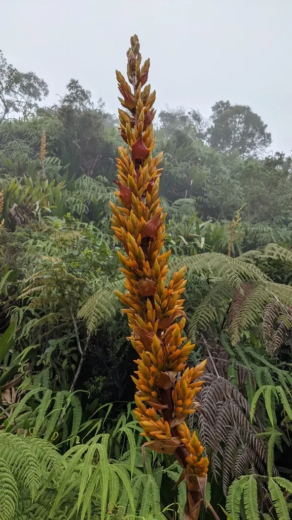 Cipuropsis Hospitalis