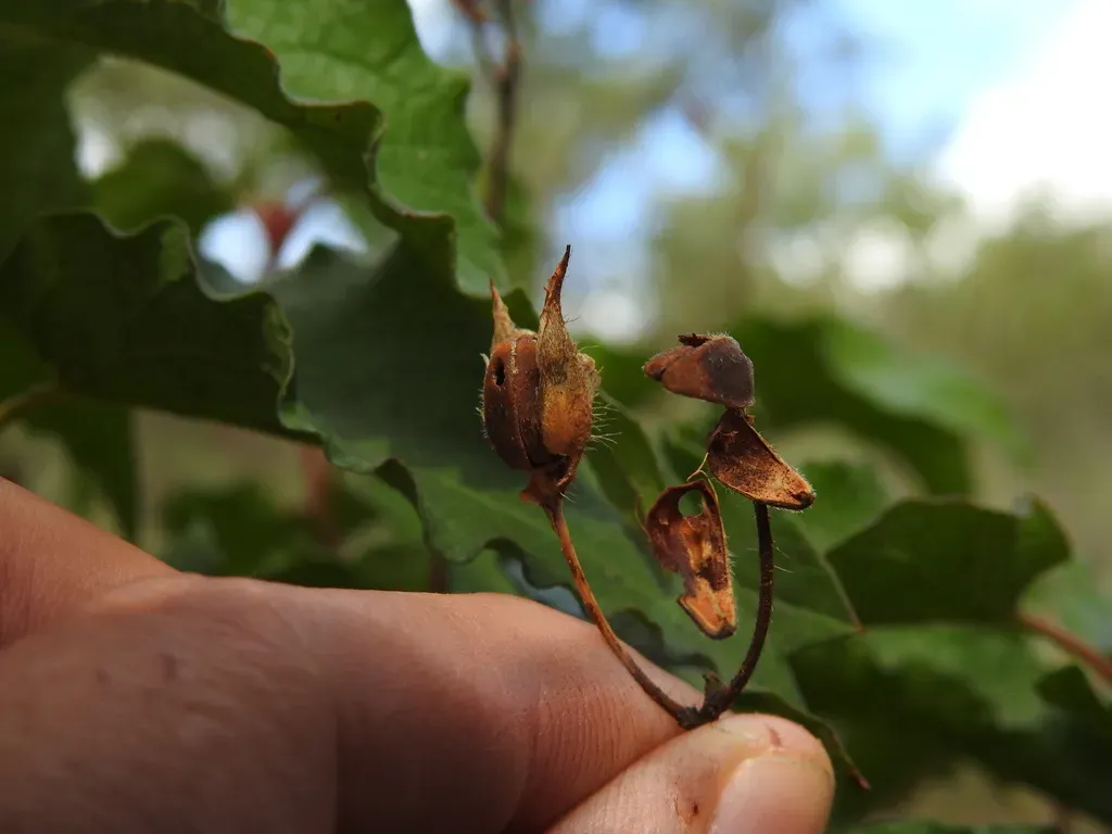 Poplar-leaved Cistus