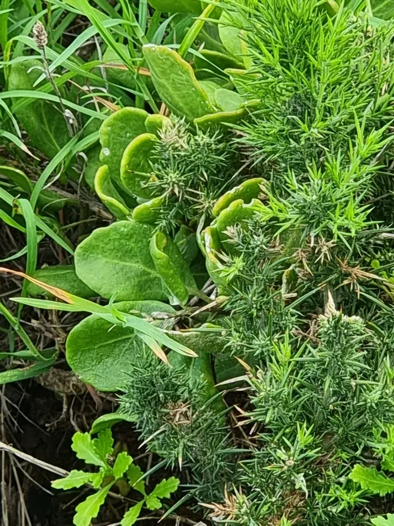 Sinapidendron Sempervivifolium