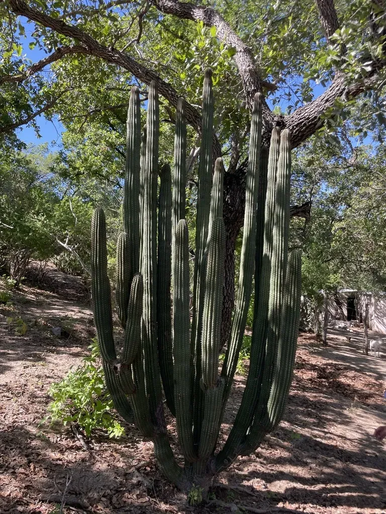 Organ Pipe Cactus
