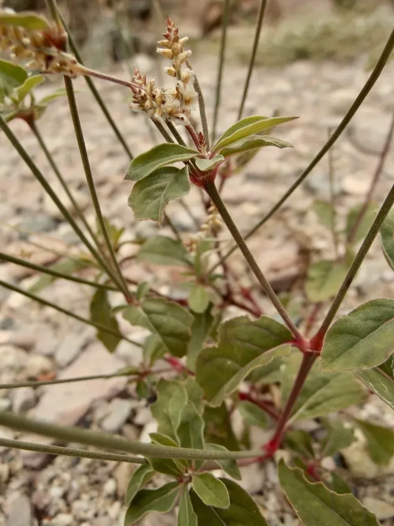 Froelichia Interrupta