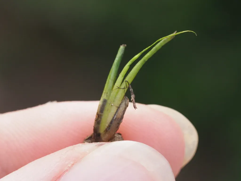 Bolander's Quillwort
