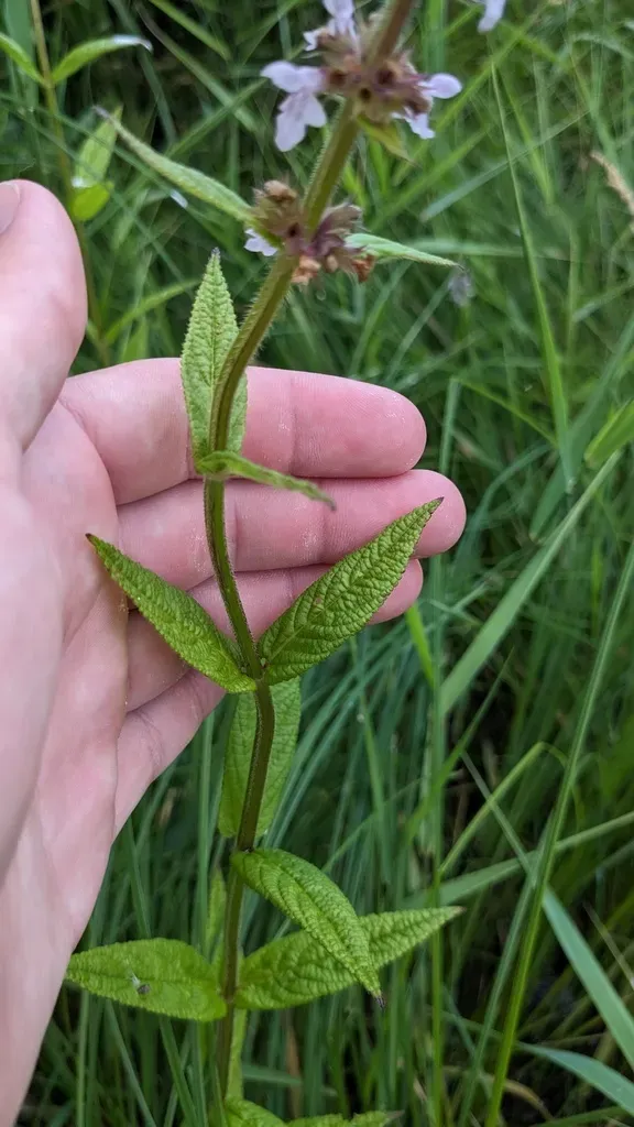 Hispid Hedge-nettle