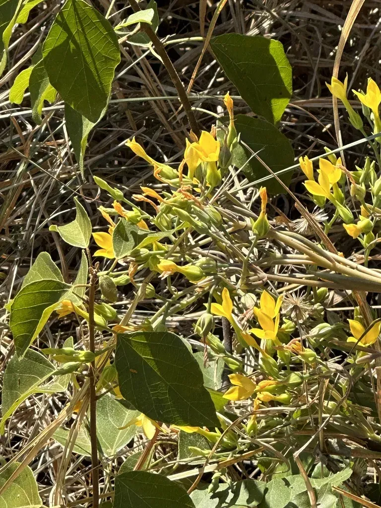 Kalanchoe Ceratophylla