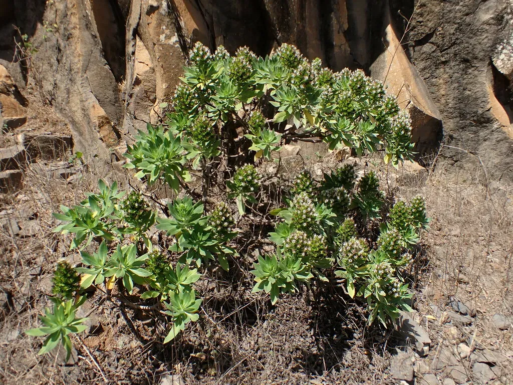 Echium Hypertropicum