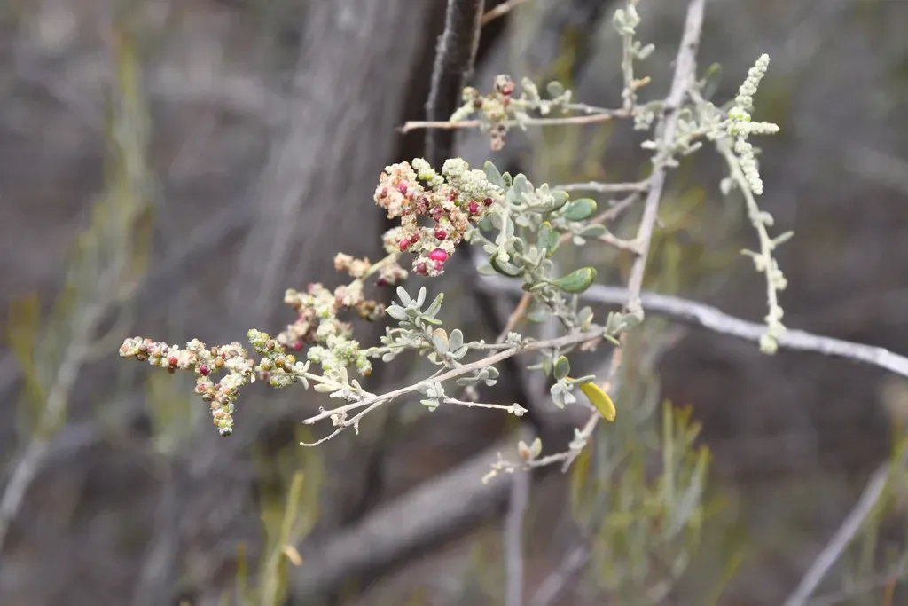 Chenopodium Eremaeum