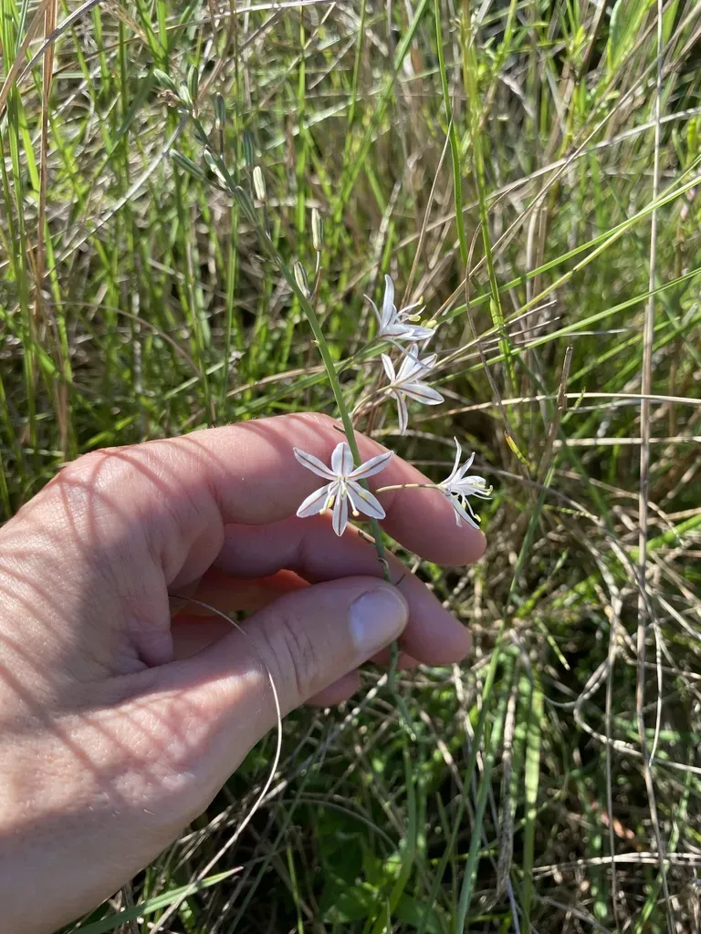 Trachyandra Asperata