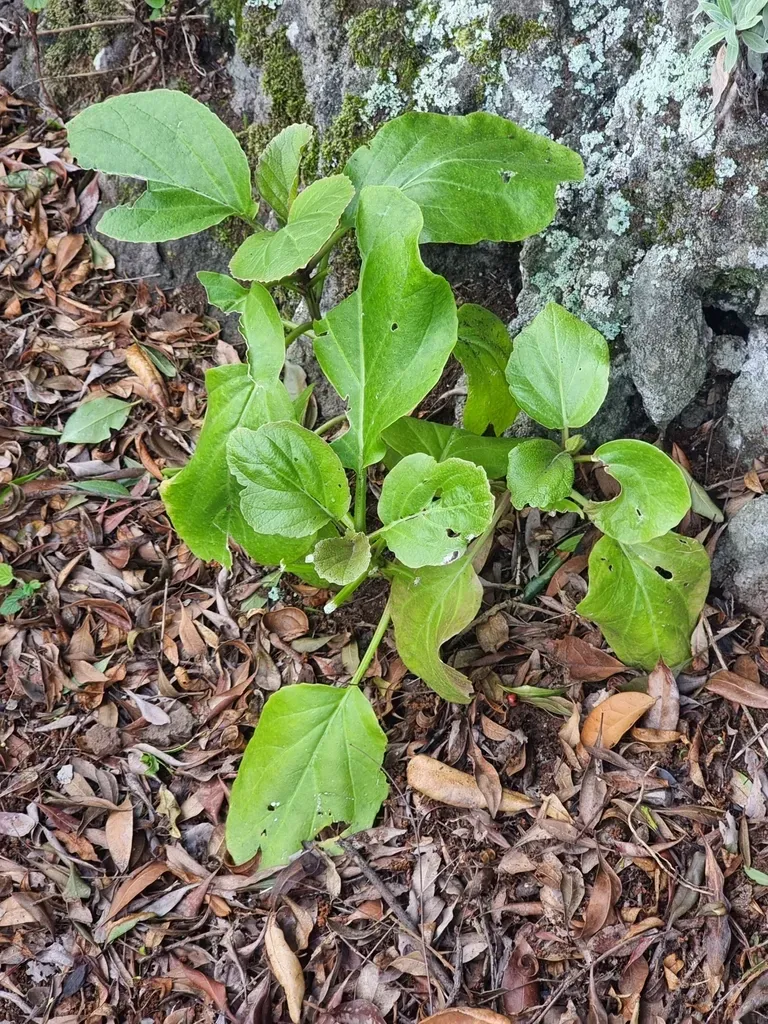 Sinapidendron Gymnocalyx