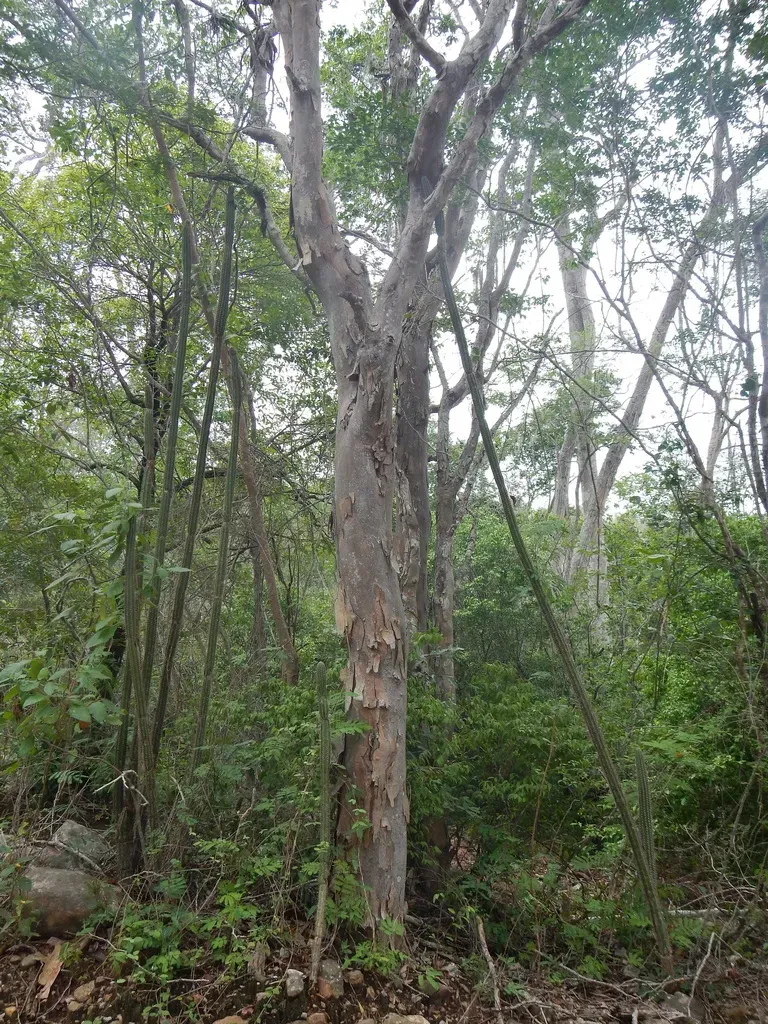 Brasilicereus Phaeacanthus